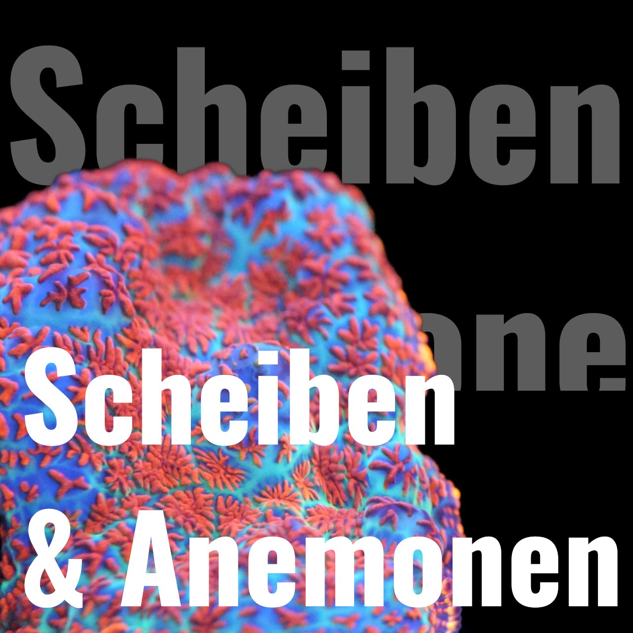 Anemonen & Scheiben - Corals4U