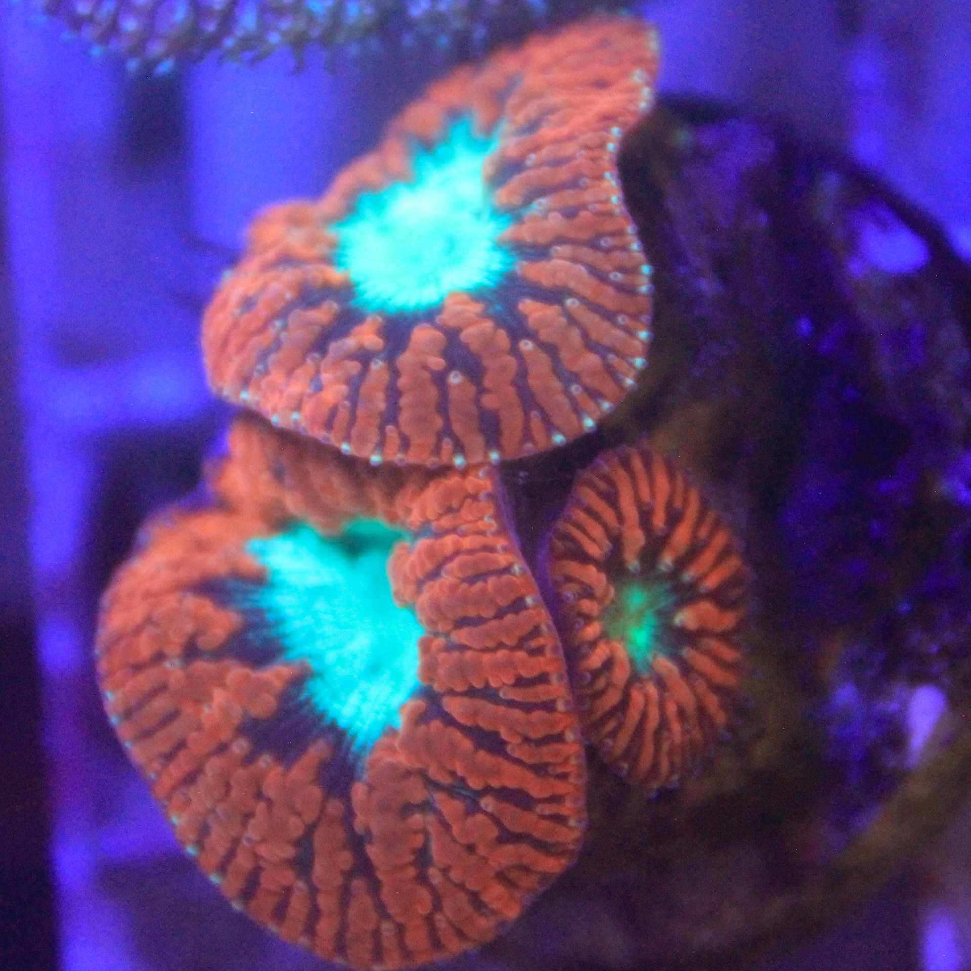 Blastomussa - Corals4U