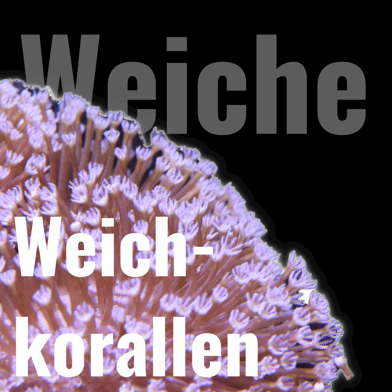 Weichkorallen - Corals4U