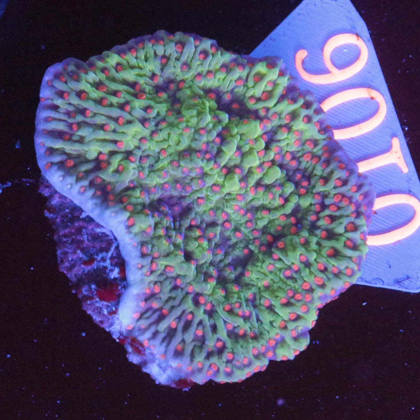 Goniopora Ultra Rot - Corals4U