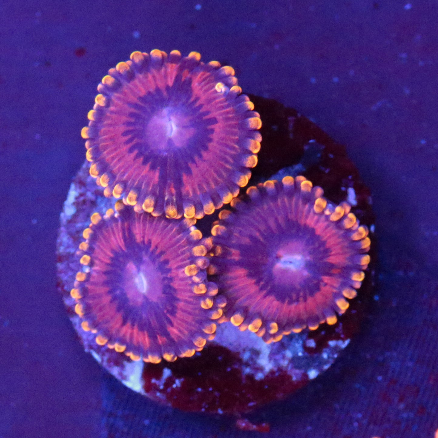 Micromussa Lordhowensis Grün Rote Stripes