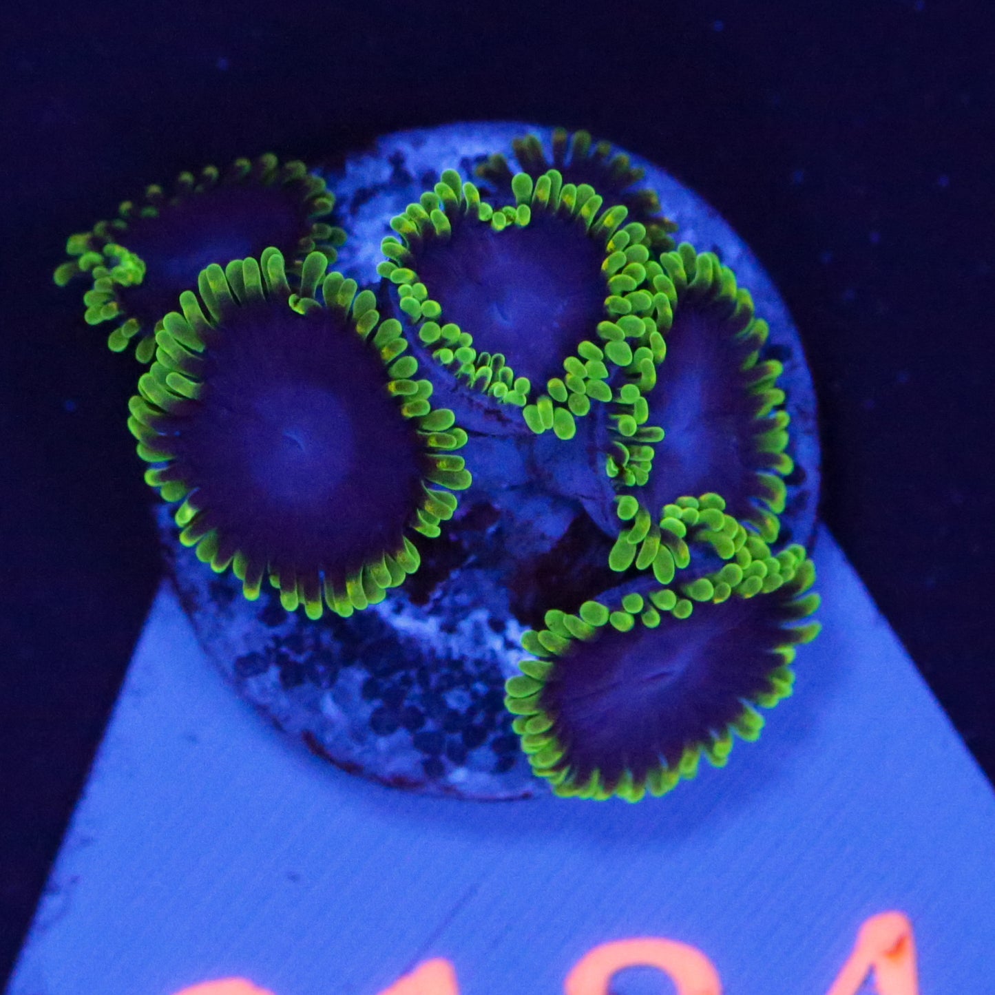 Zoanthus Sunny D - Corals4U