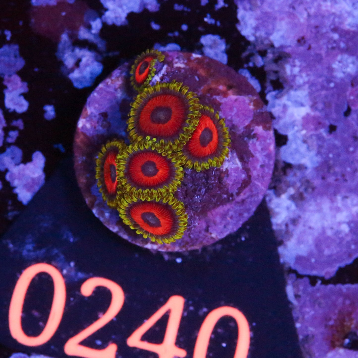 Zoanthus Reverse Spacemonster - Corals4U
