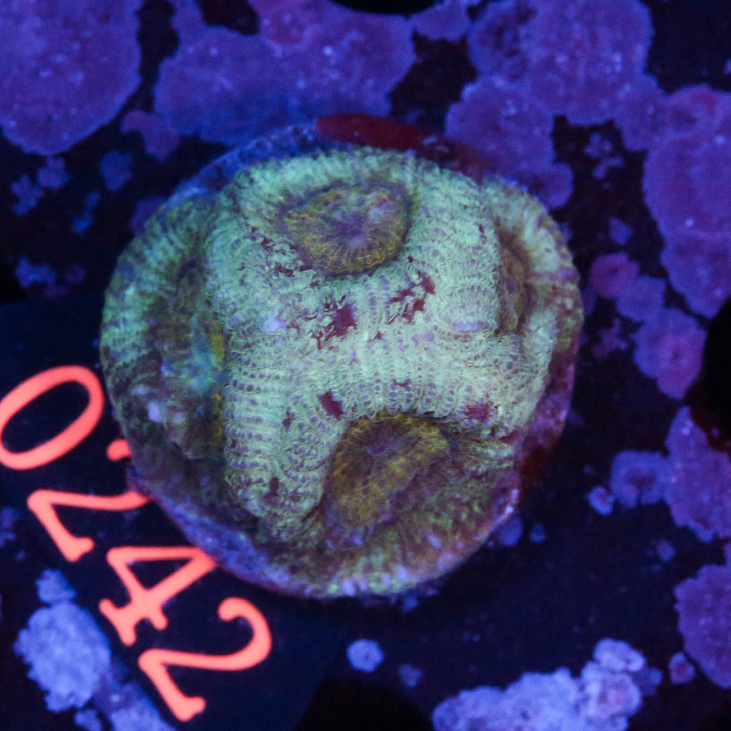Micromussa Lordhowensis Grün gestreift - Corals4U