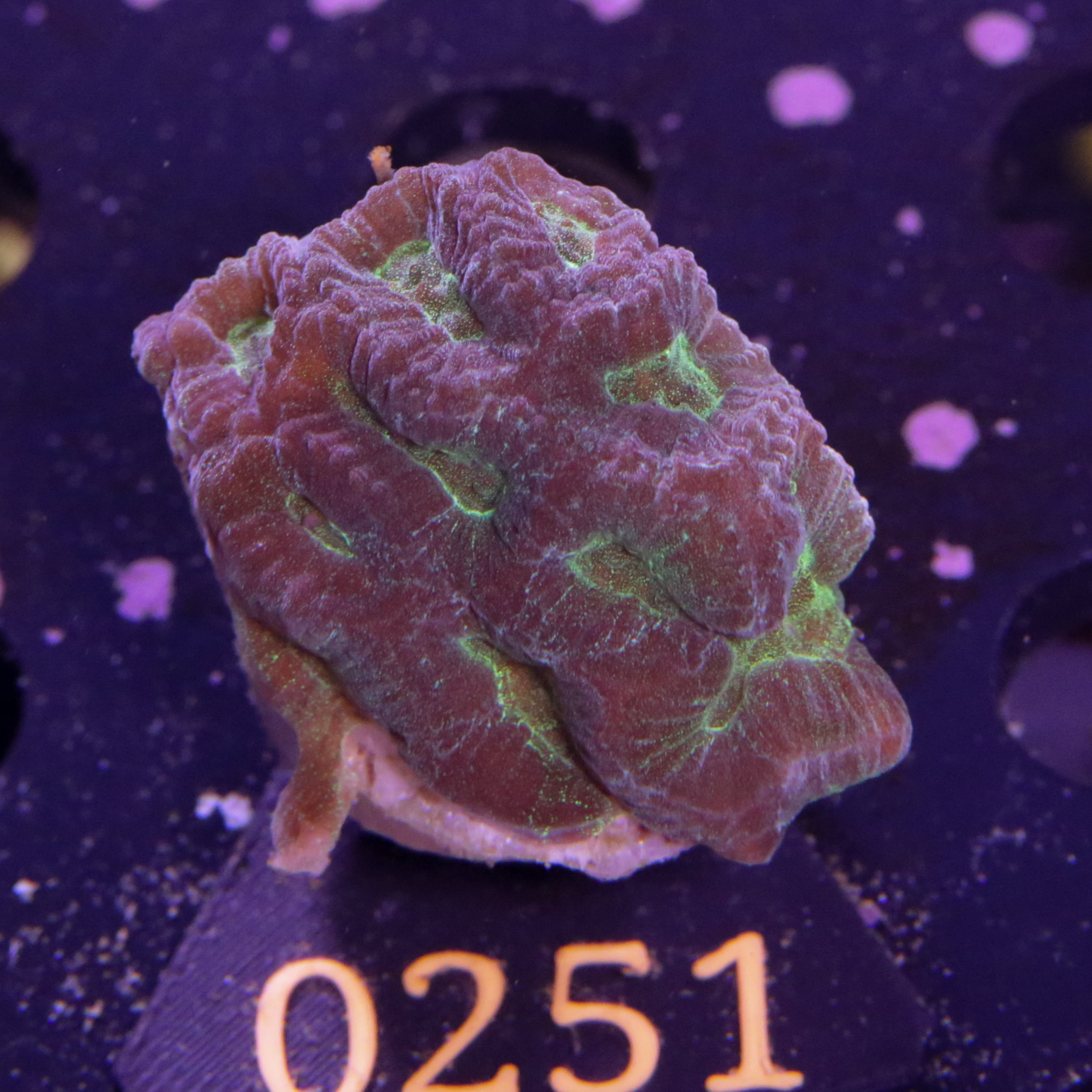 Corals4U