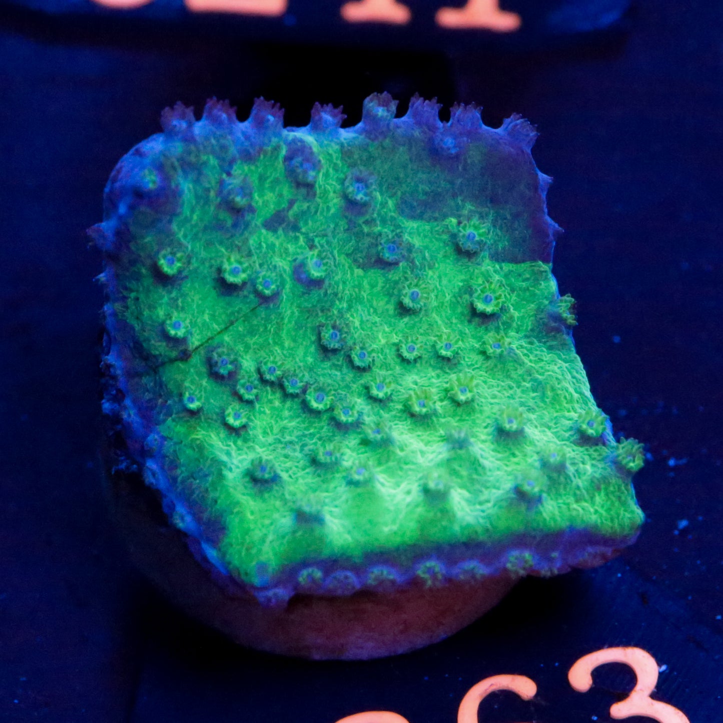 Zoanthus Blau Rot Grün - Corals4U