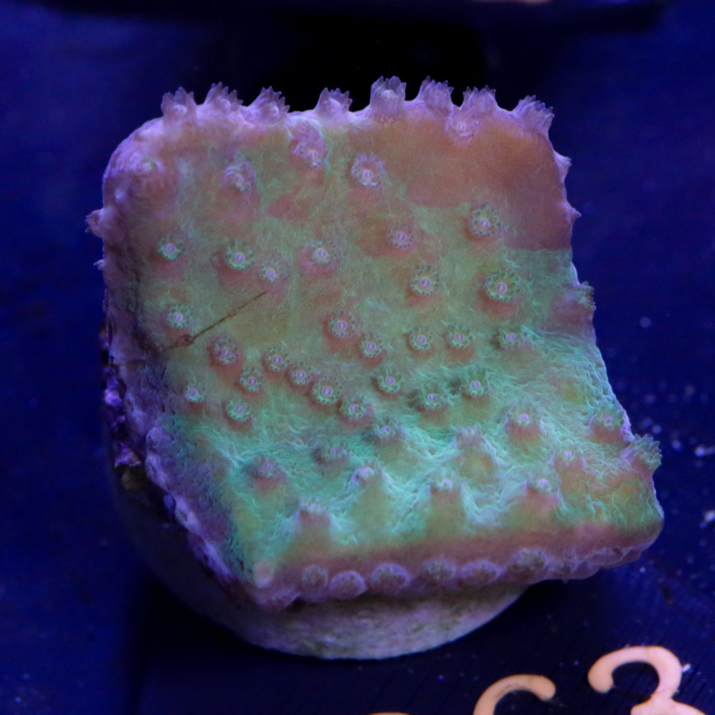 Zoanthus Blau Rot Grün - Corals4U