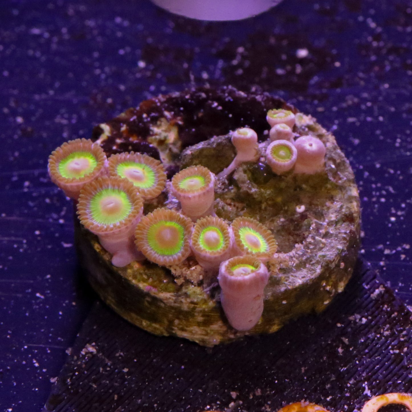 Trachyphyllia geoffroyi Grün Orange Blau