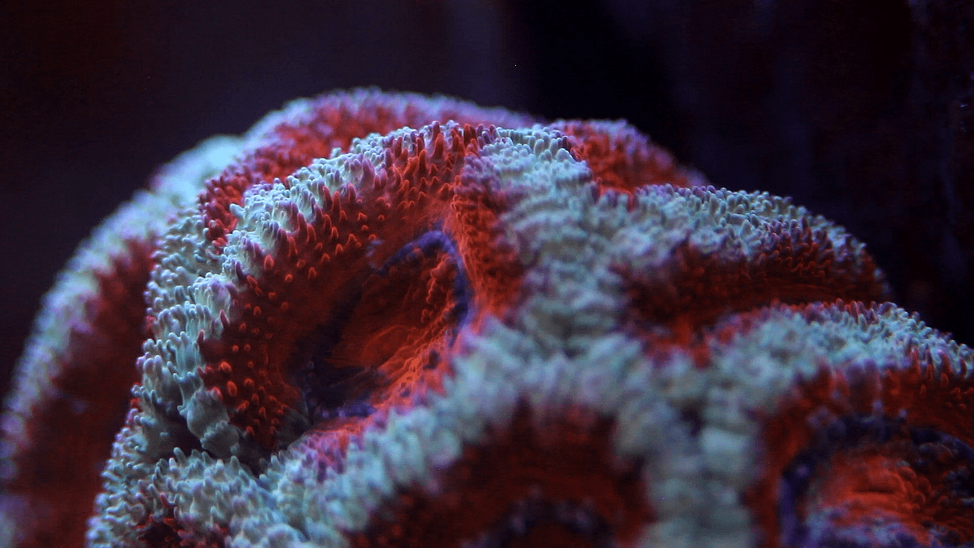 5 Anfänger LPS-Korallen - Corals4U