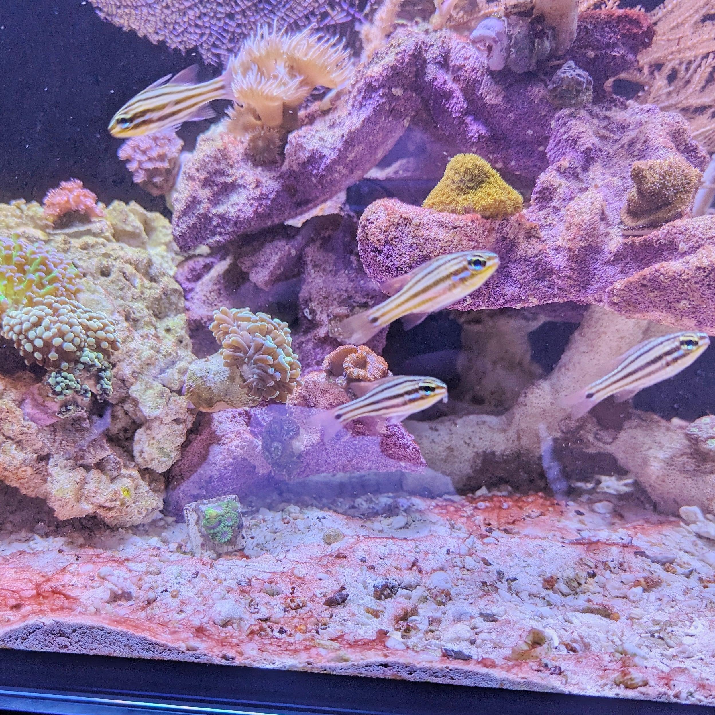 Cyanobakterien im Meerwasseraquarium: Auf in die Schlacht - Corals4U