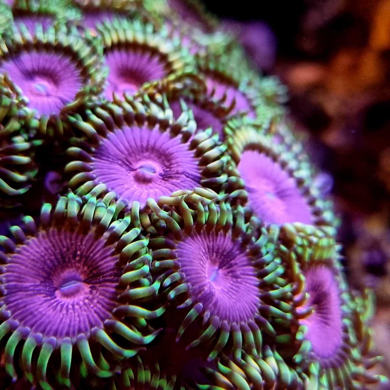 Zoanthus: Die faszinierenden und buntesten Korallen in deinem Meerwasseraquarium - Corals4U