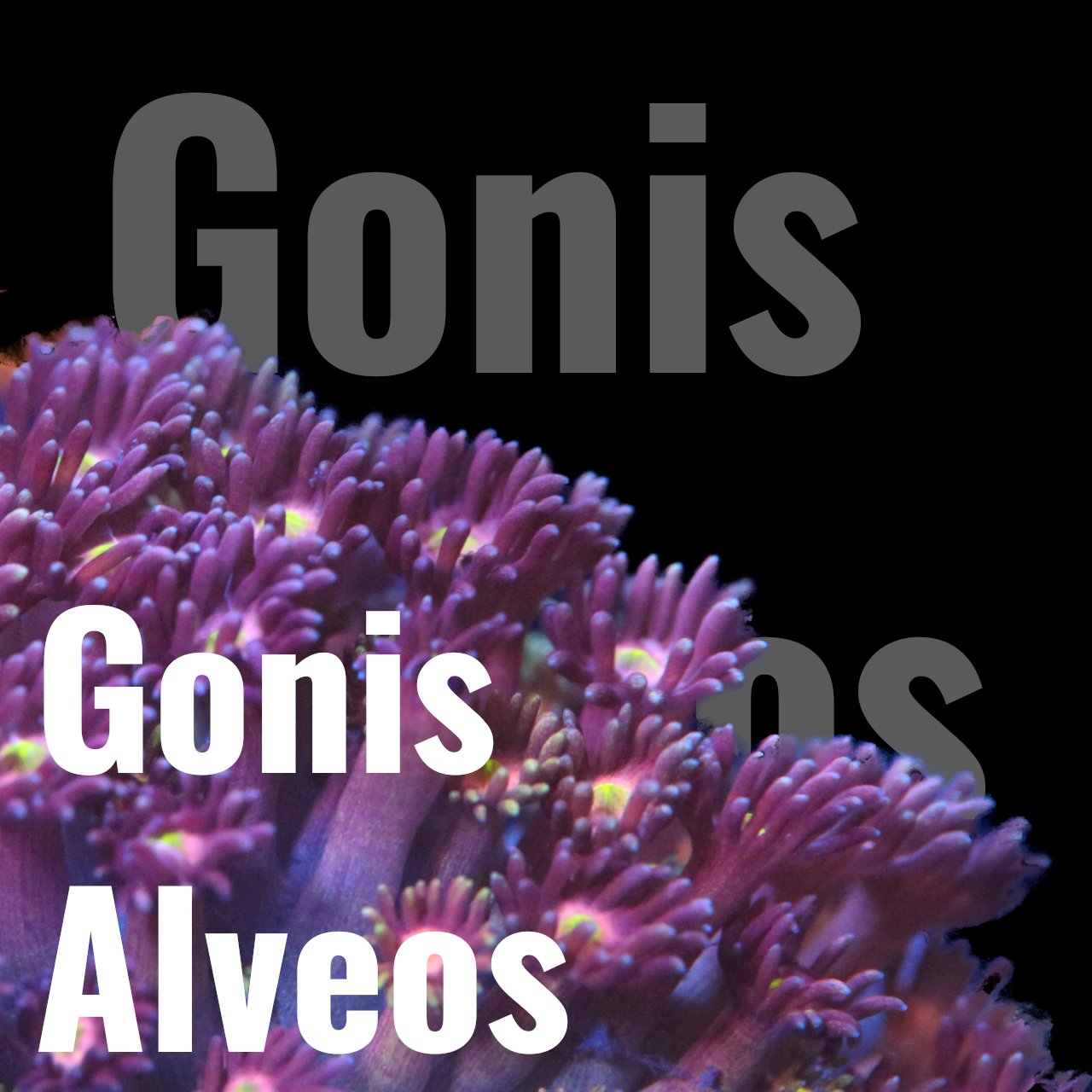 Alveopora und Goniopora - Corals4U