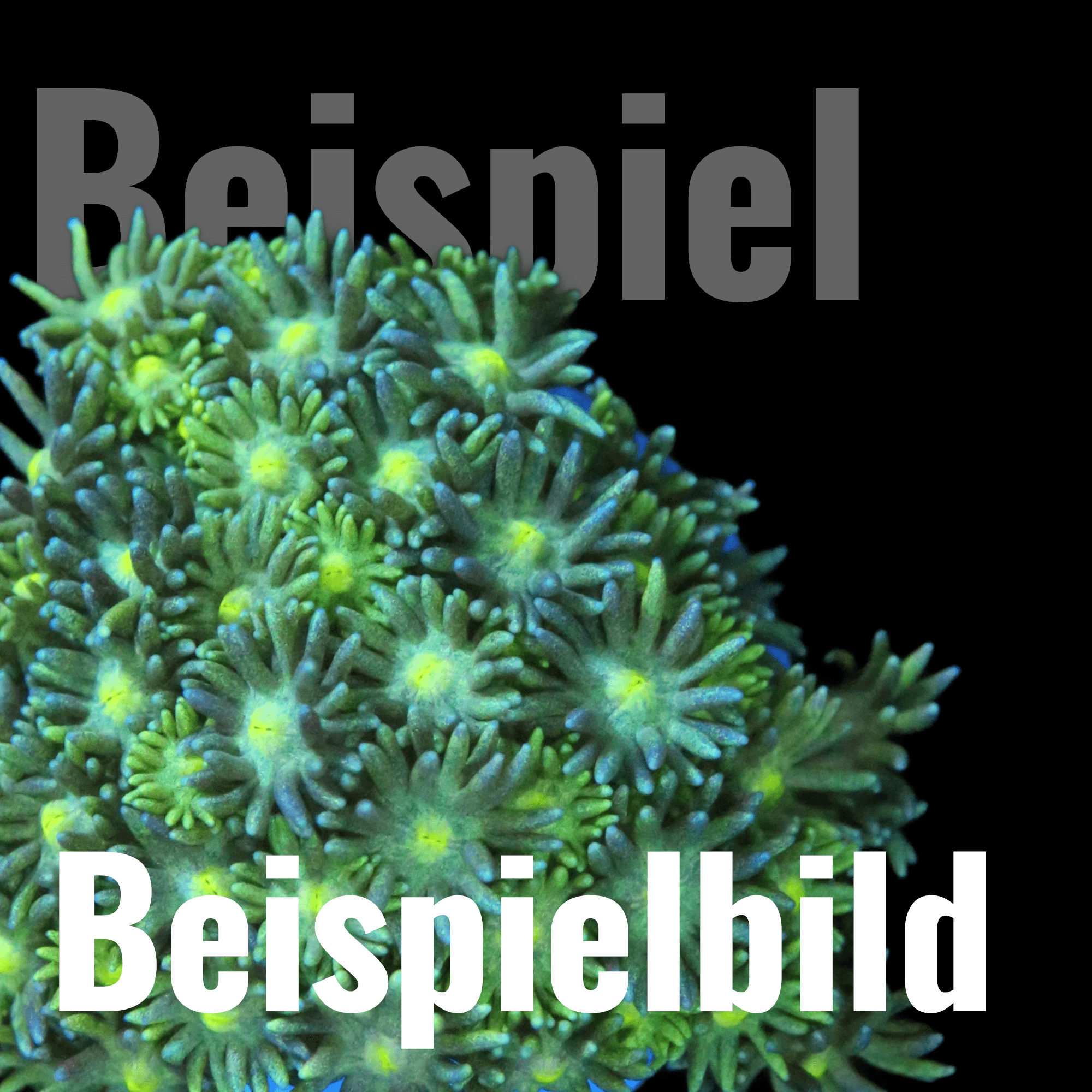 Beipielbild Korallen - Corals4U