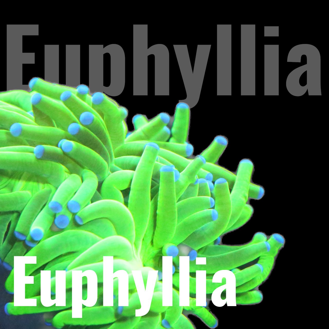 Euphyllia - Corals4U