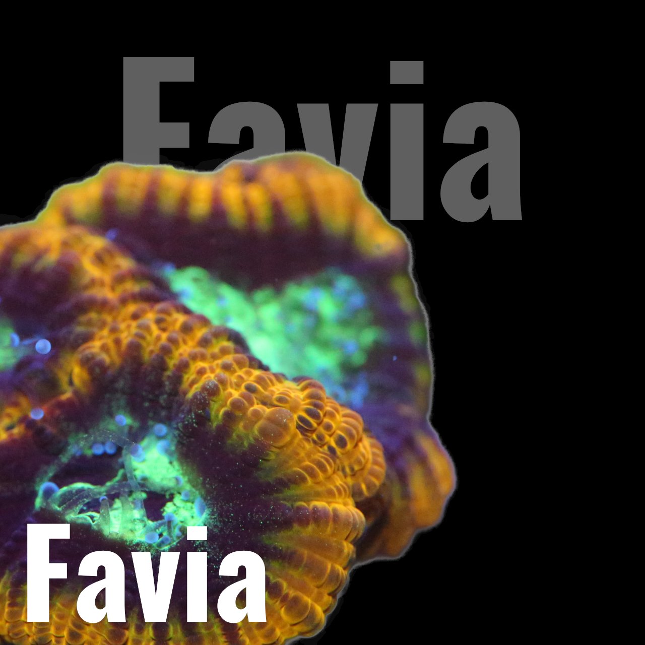 Favia/Favites - Corals4U