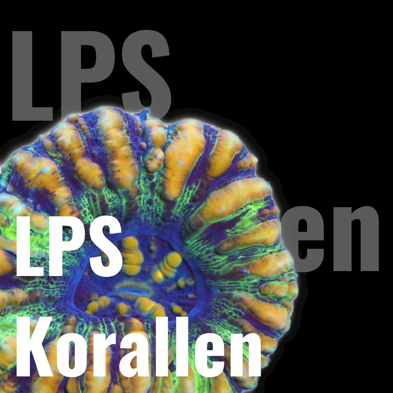 LPS-Korallen - Corals4U