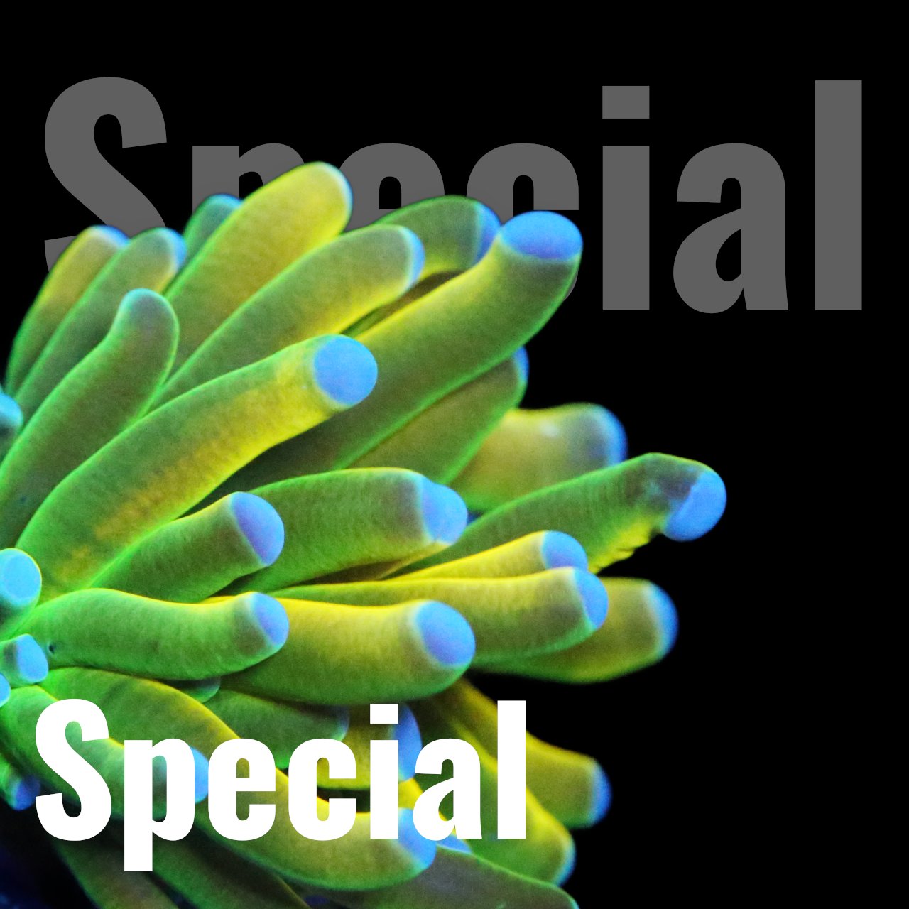 Special Korallen - Corals4U