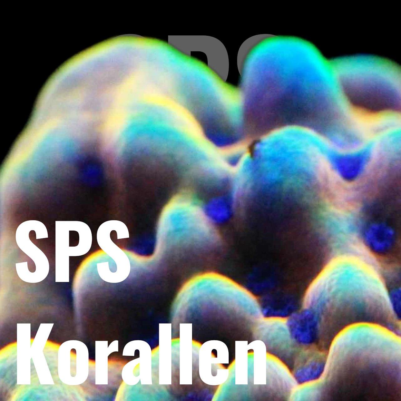 SPS Korallen - Corals4U