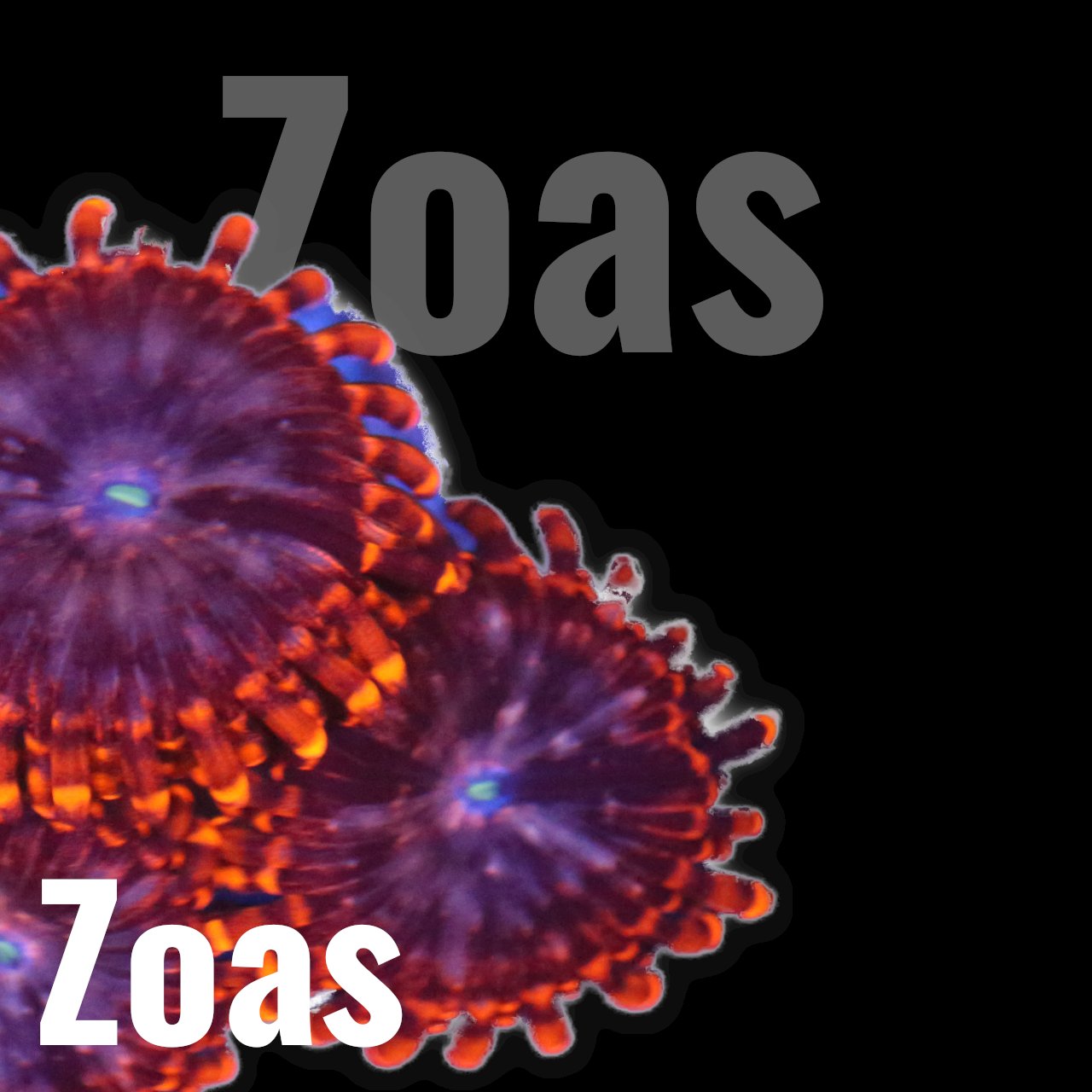 Zoanthus - Corals4U