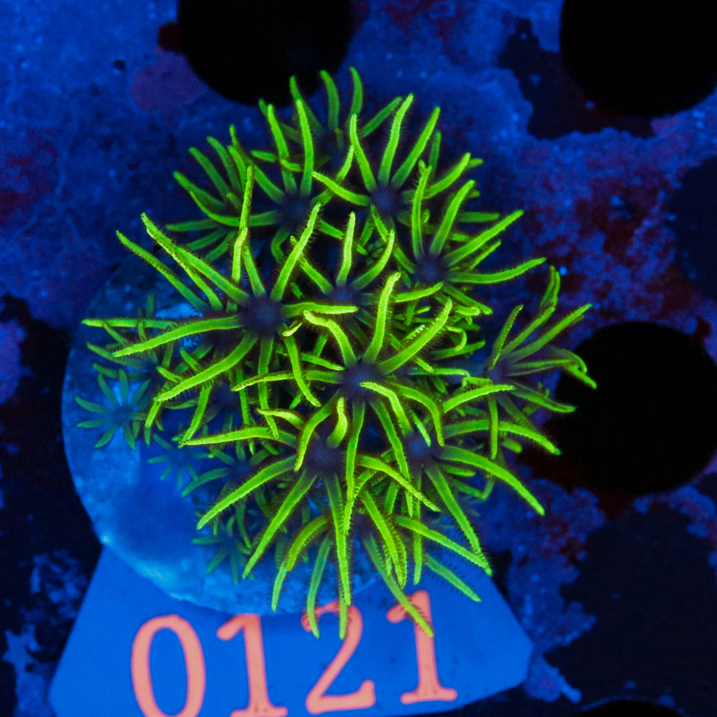 Zoanthus El Corazon