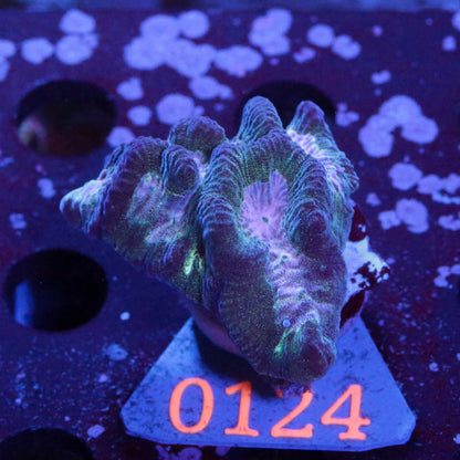 Favia/Favites Christmas - Corals4U