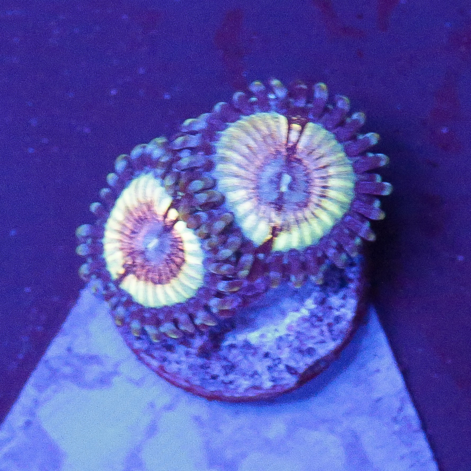 Platygyra Gelb Grün - Corals4U