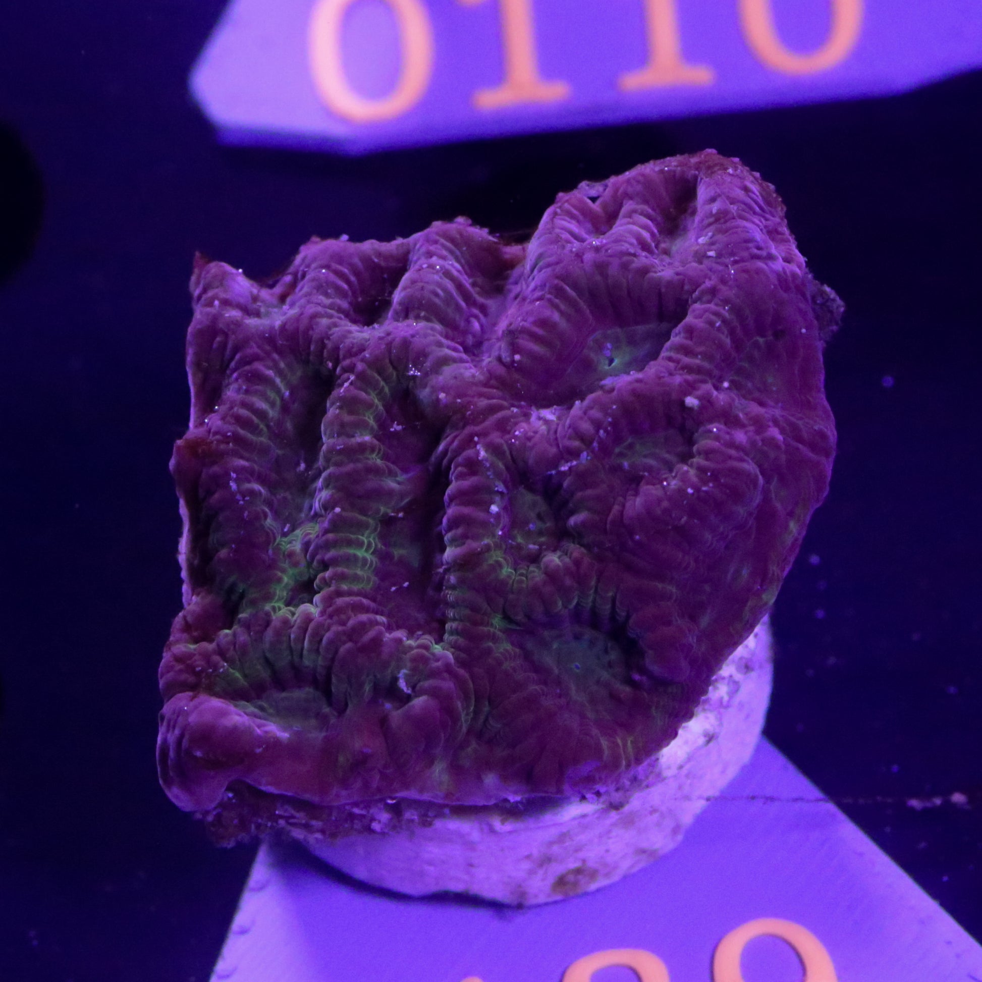 Zoanthus sp. Rot Blau - Corals4U