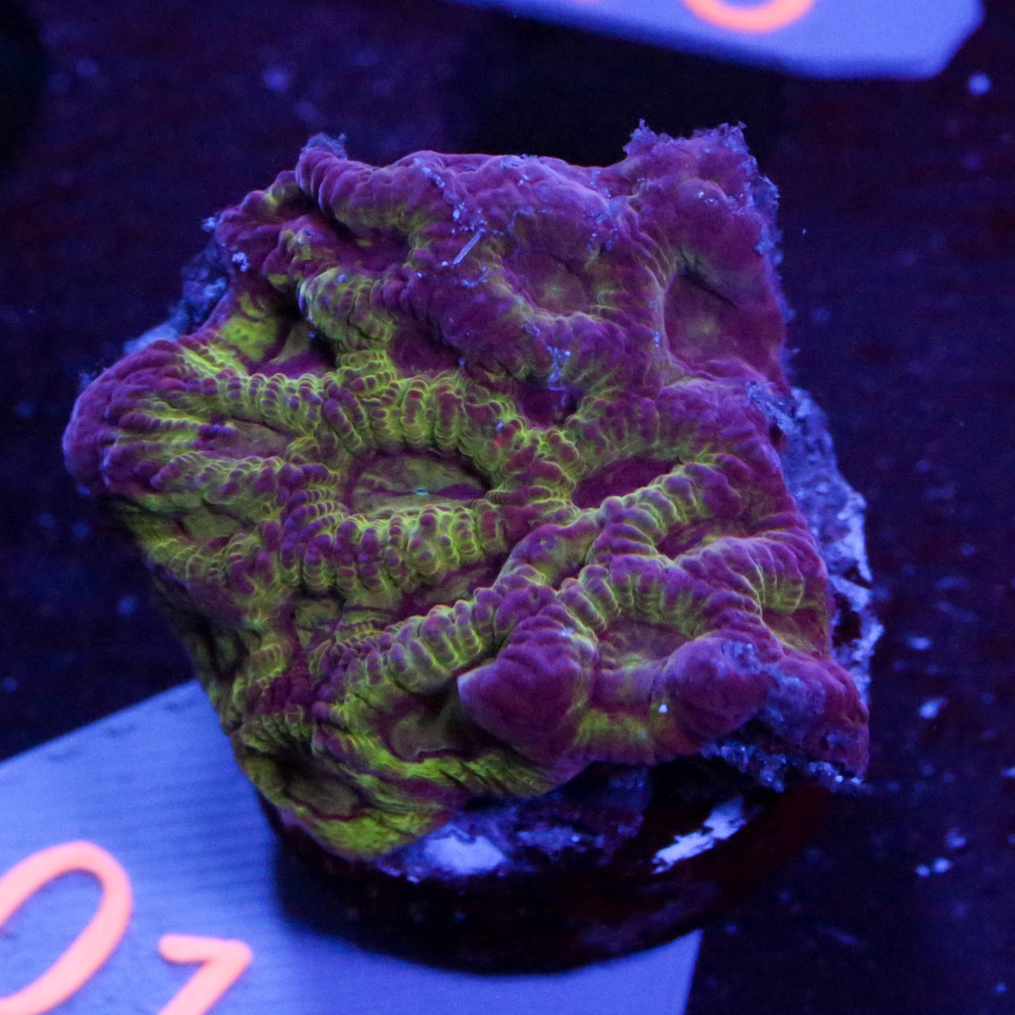 Euphyllia Gold Nugget - Corals4U