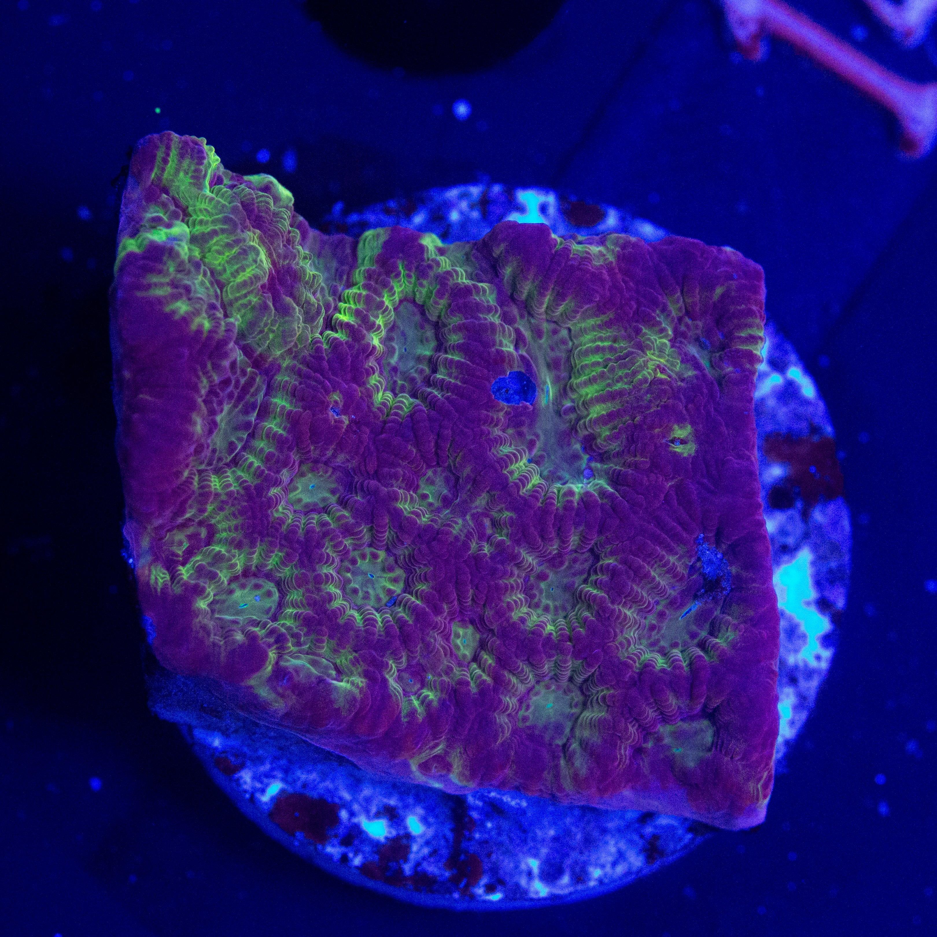 Favia/Favites Rot Grün - Corals4U