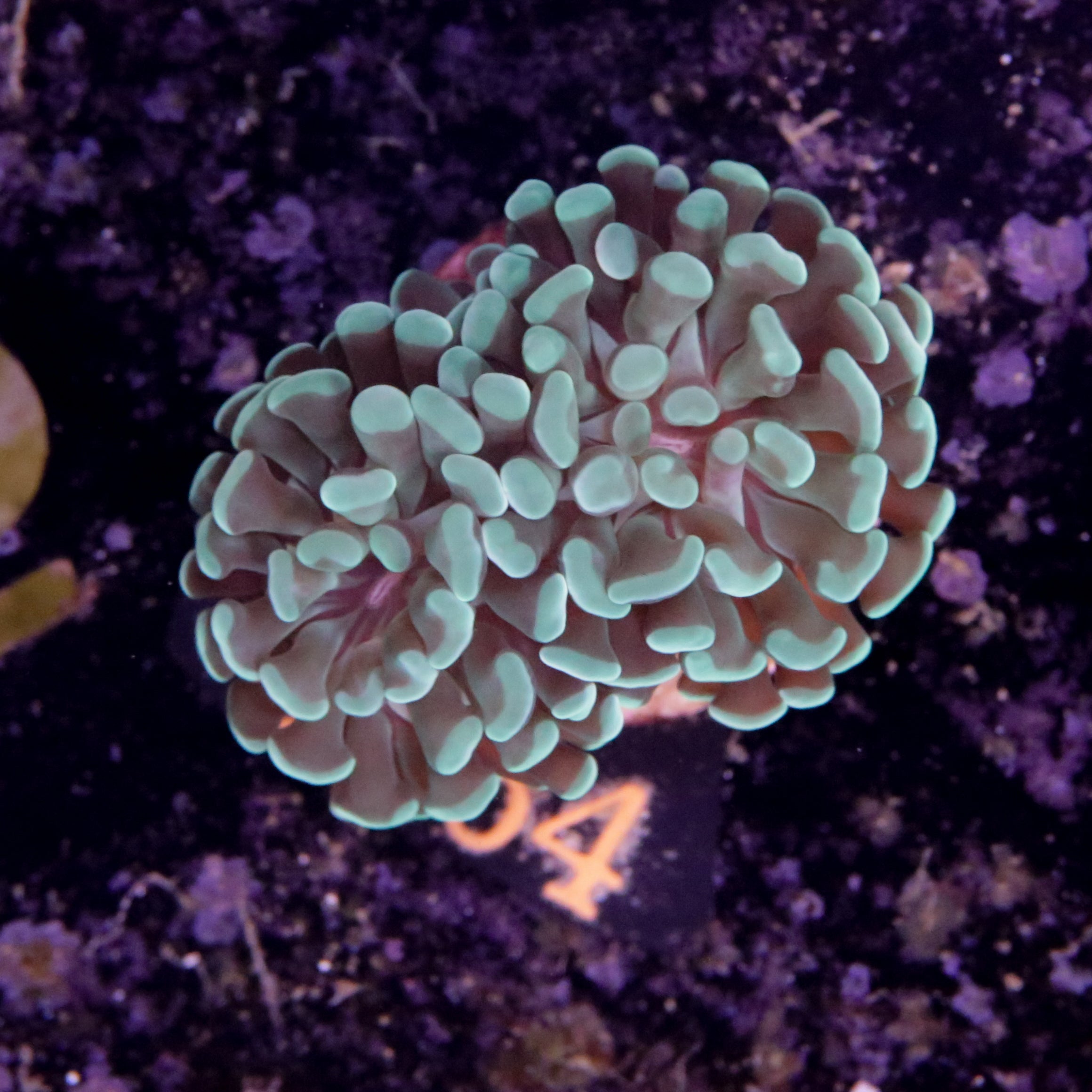 Euphyllia Paraancora Mint Grün