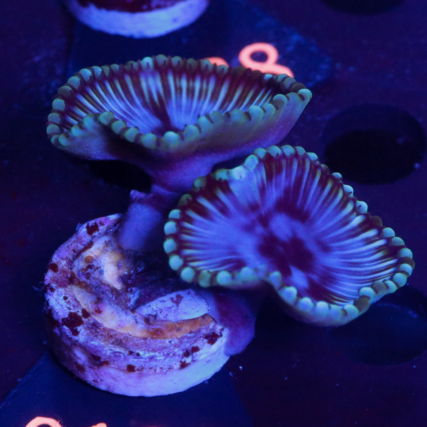 Zoanthus Blau Grün - Corals4U