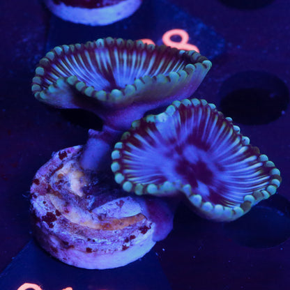 Zoanthus Blau Grün - Corals4U