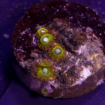 Favia/Favites Grün Blau - Corals4U