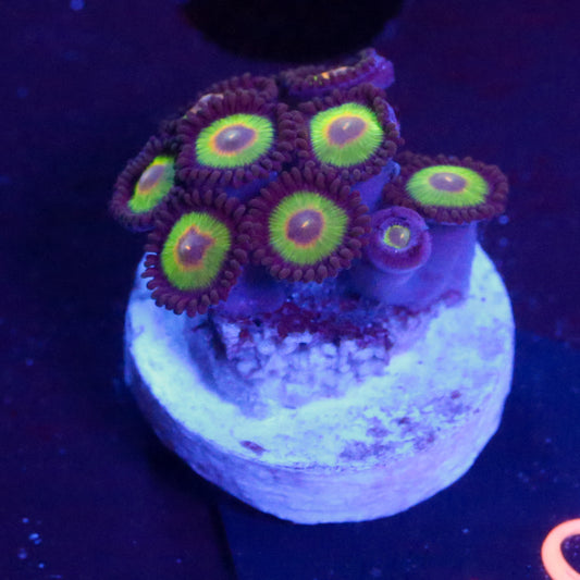 Favia/Favites Skittles - Corals4U
