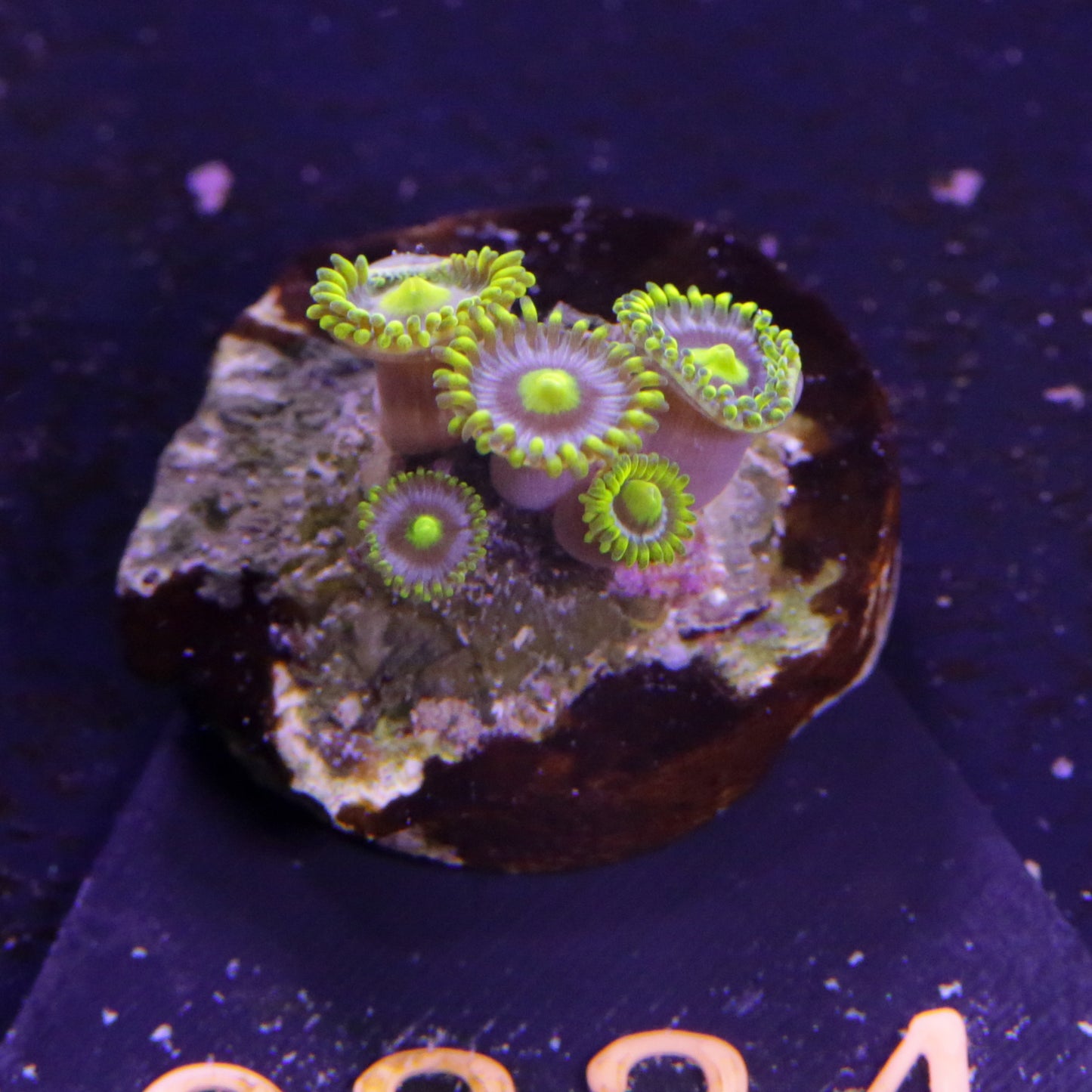 Zoanthus Miami Vice - Corals4U