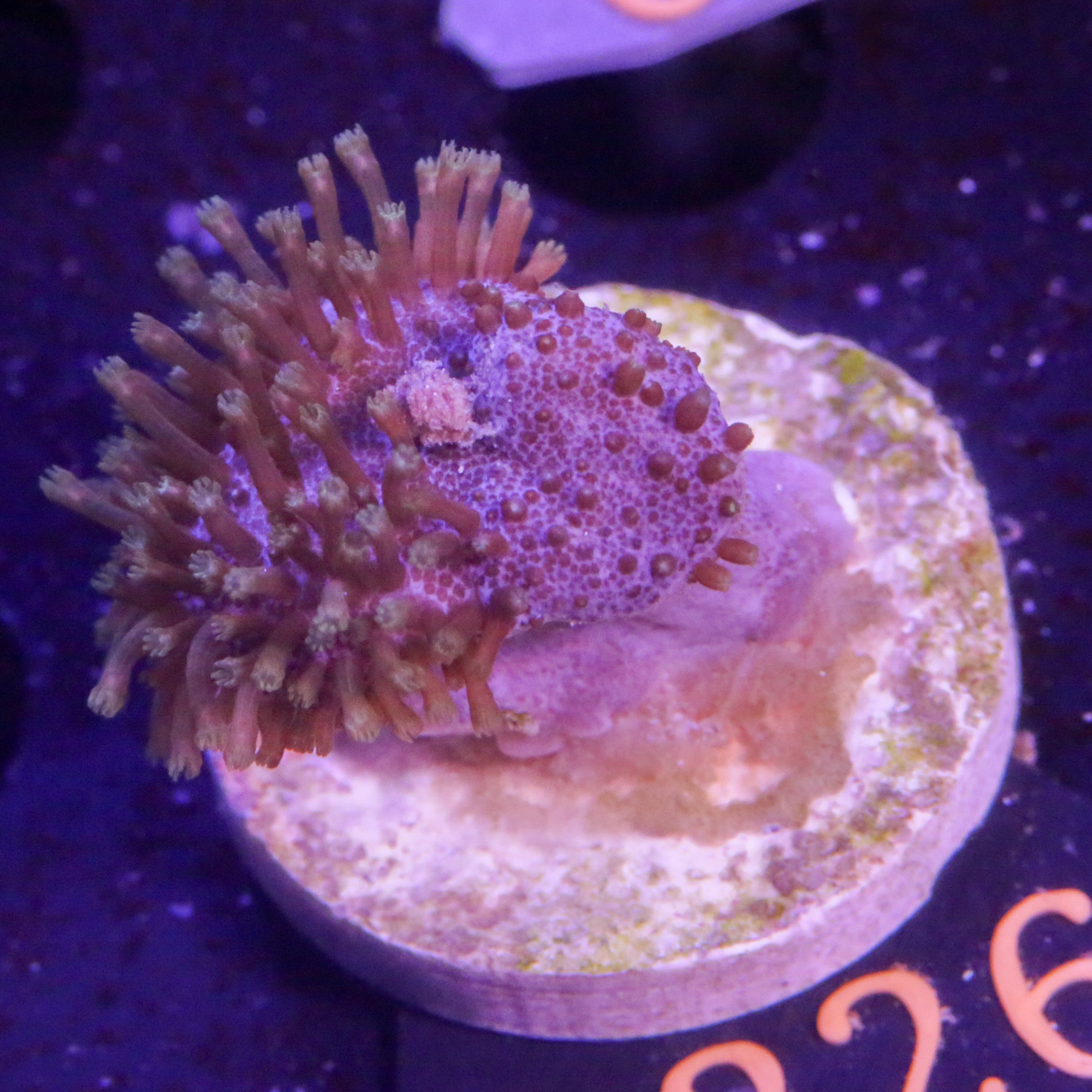 Pilzleder Koralle Grüne Polypen