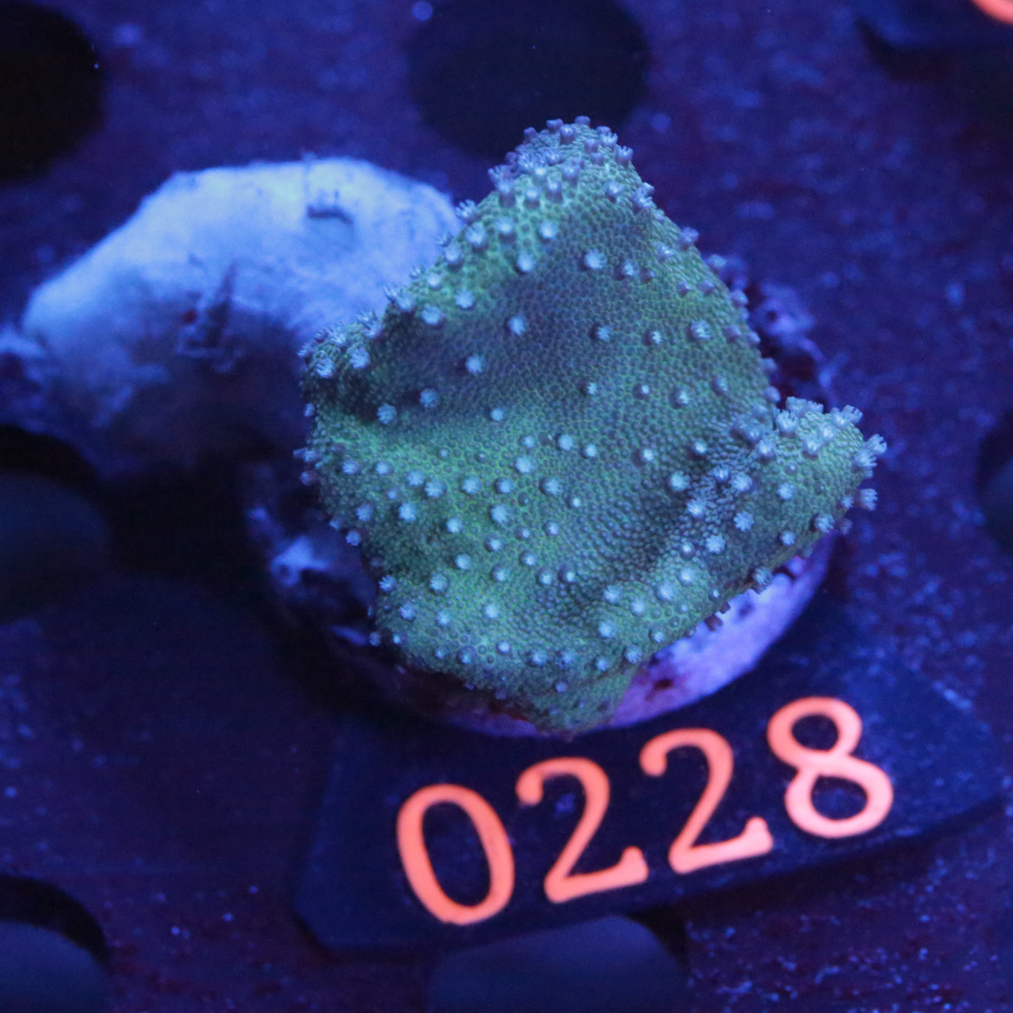 Pilzleder Koralle Grüne Fluoreszierend