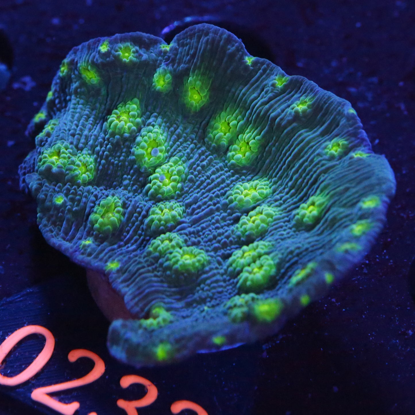 Zoanthus sp. Blau - Corals4U