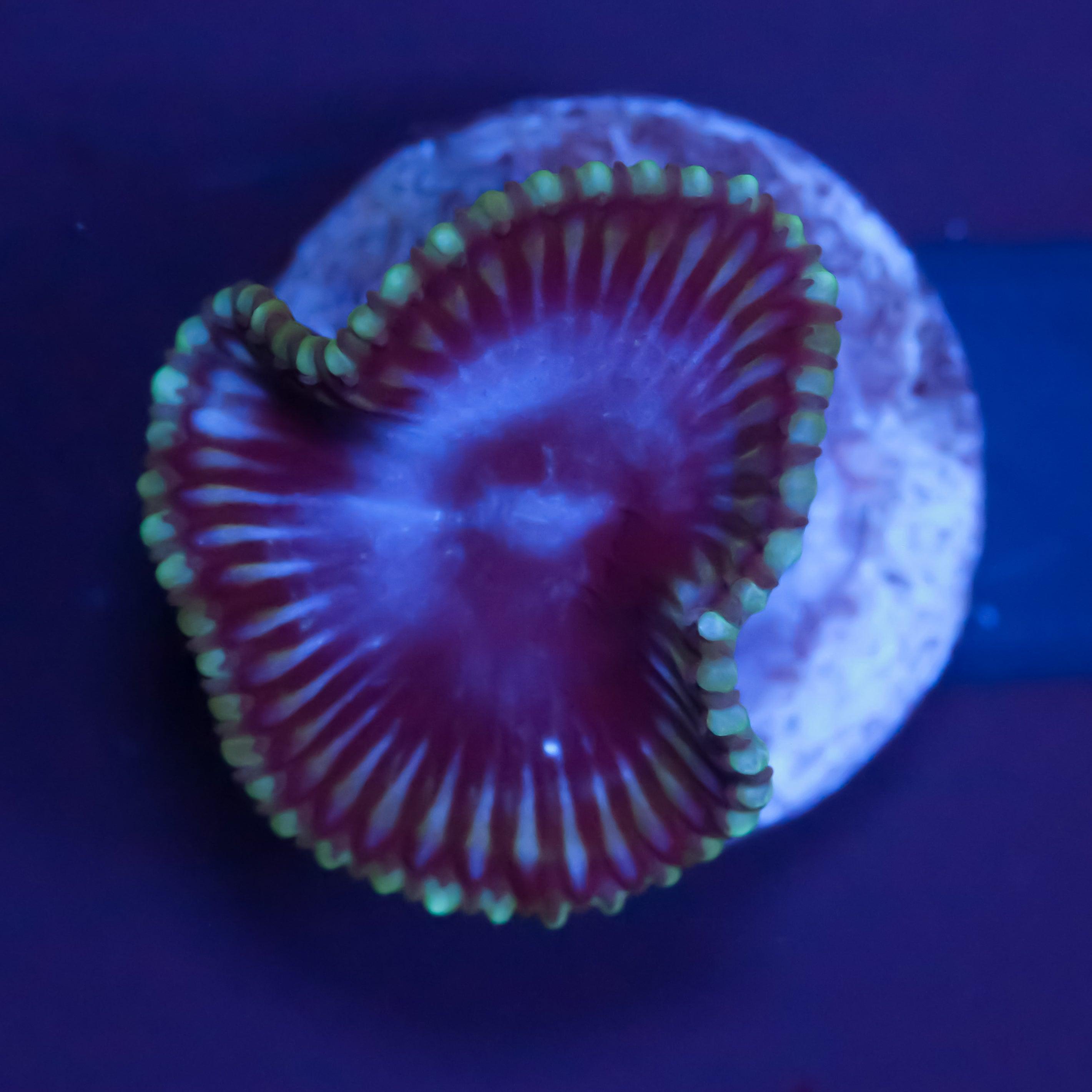Palythoa Grandis - Corals4U