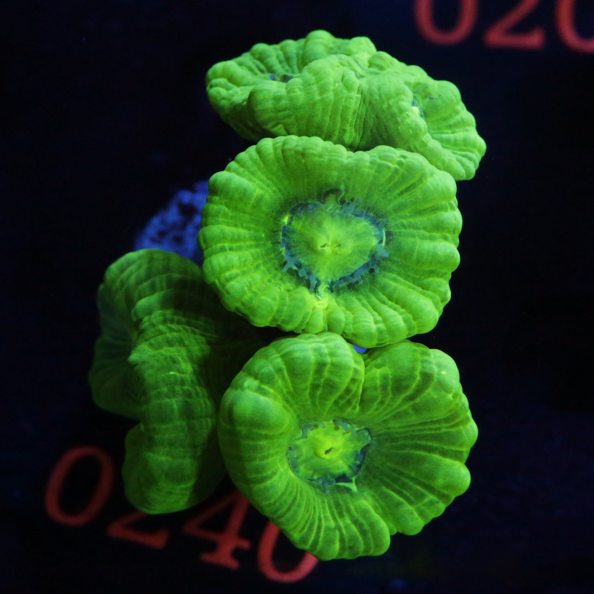 Zoanthus Reverse Spacemonster - Corals4U