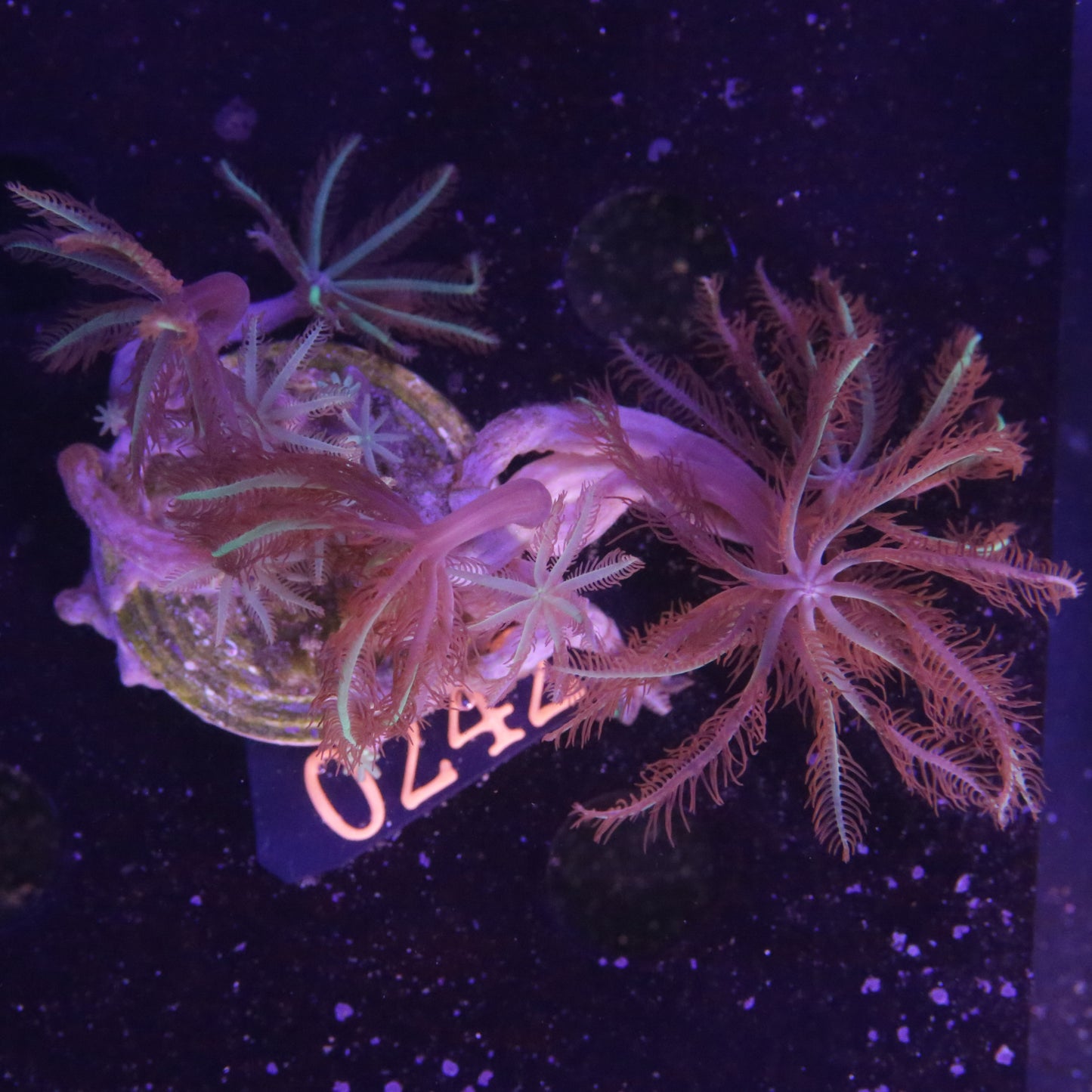 Micromussa Lordhowensis Grün gestreift - Corals4U