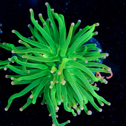 Zoanthus Reverse Spacemonster - Corals4U
