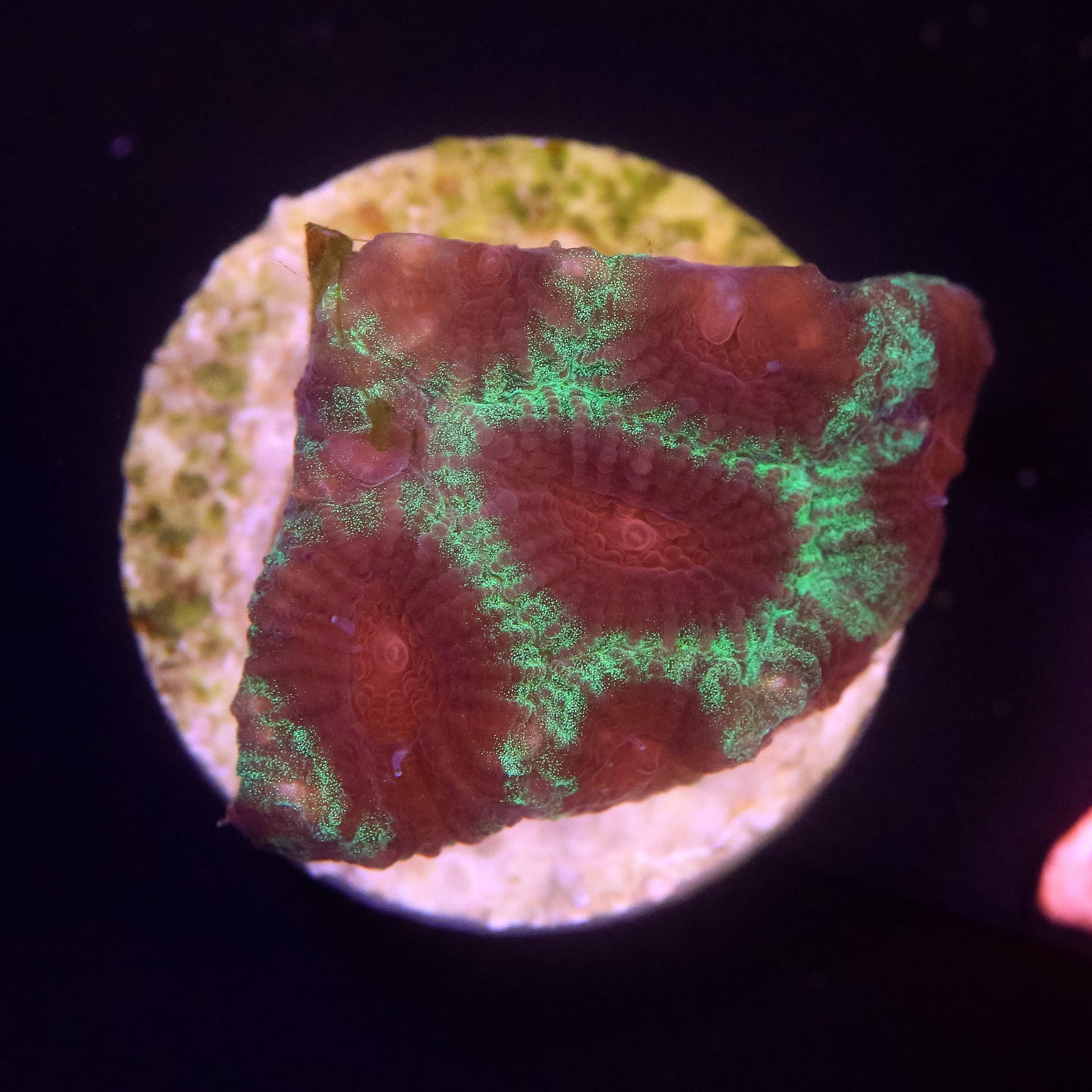 Favia Christmas - Corals4U