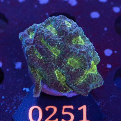 Zoanthus Halle Berry - Corals4U