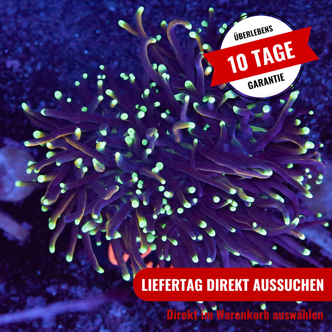 Euphyllia Glabrescens Hellfire 2 Köpfe