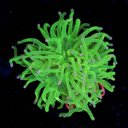 Zoanthus Sunny D - Corals4U