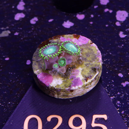 Chalice Space Invader - Corals4U