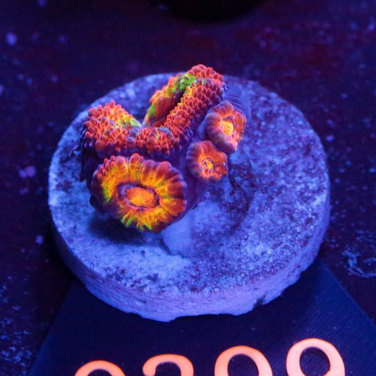 Blastomussa Wellsi Schwarz mit Grünem Mund - Corals4U