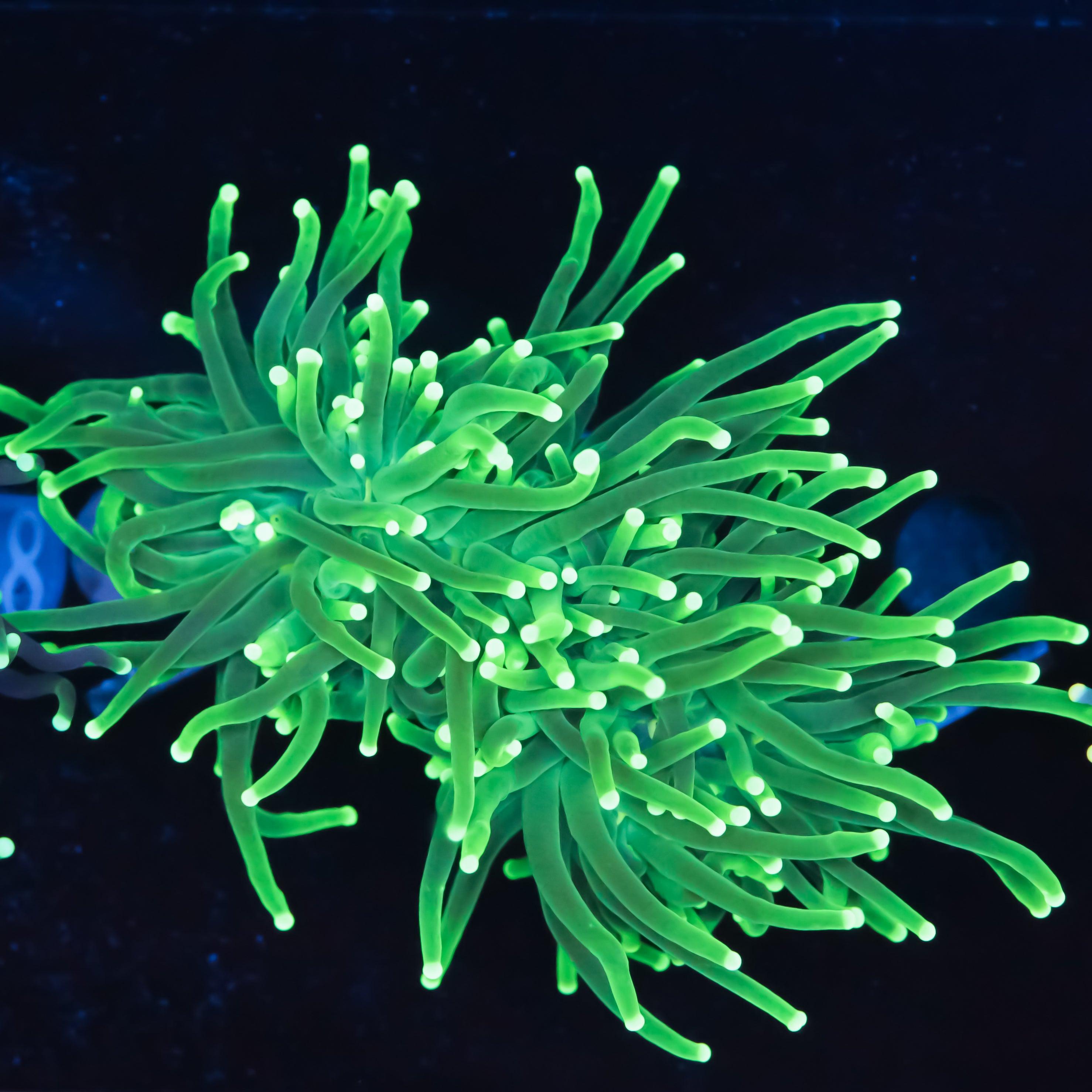 Euphyllia Glabrescens Green Torch - Corals4U