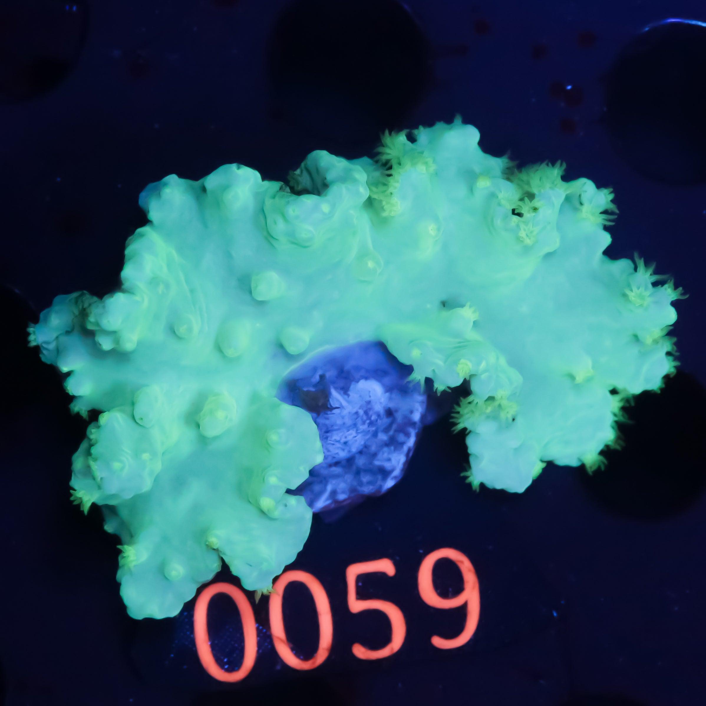 Sinularia Brassica Grün - Corals4U